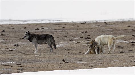 yellowstone park news updates